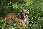 Common Lynx, Eurasian Lynx or Northern Lynx (Lynx lynx), female with kitten, captive, North Rhine-Westphalia, Germany, Europe