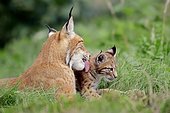 Eurasian Lynx or Northern Lynx (Lynx lynx), female with kitten, captive, North Rhine-Westphalia, Germany, Europe