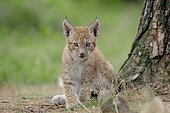 Eurasian Lynx or Northern Lynx (Lynx lynx), kitten, captive, North Rhine-Westphalia, Germany, Europe