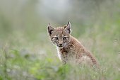 Eurasian Lynx or Northern Lynx (Lynx lynx), kitten, captive, North Rhine-Westphalia, Germany, Europe