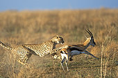 Cheetah (Acinonyx jubatus) catching its prey, a Thomson's Gazelle (Gazella thomsonii) in rain, Serengeti, Tanzania