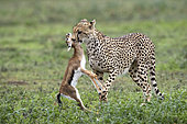 Cheetah (Acinonyx jubatus) carrying its prey, a Thomson's Gazelle (Gazella thomsonii), Serengeti, Tanzania