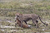 Cheetah (Acinonyx jubatus) carrying its prey, a Thomson's Gazelle (Gazella thomsonii) in rain, Serengeti, Tanzania