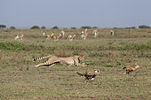 Cheetahs (Acinonyx jubatus) pursing their prey, a young Thomson's Gazelle (Gazella thomsonii), Serengeti, Tanzania