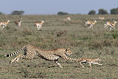 Cheetah (Acinonyx jubatus) pursing its prey, a young Thomson's Gazelle (Gazella thomsonii), Serengeti, Tanzania