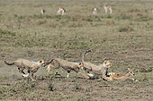 Young Cheetahs (Acinonyx jubatus) pursing their prey, a young Thomson's Gazelle (Gazella thomsonii), Serengeti, Tanzania