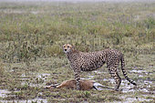 Cheetah (Acinonyx jubatus) with its prey, a Thomson's Gazelle (Gazella thomsonii) in rain, Serengeti, Tanzania