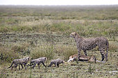 Cheetah (Acinonyx jubatus) and young with prey, a Thomson's Gazelle (Gazella thomsonii) in rain, Serengeti, Tanzania