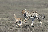 Cheetah (Acinonyx jubatus) pursuing its prey, a Thomson's Gazelle (Gazella thomsonii), Serengeti, Tanzania