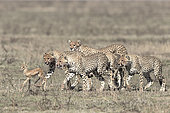Young Cheetahs (Acinonyx jubatus) pursing their prey, a young Thomson's Gazelle (Gazella thomsonii), Serengeti, Tanzania