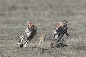 Cheetahs (Acinonyx jubatus) pursing their prey, a young Thomson's Gazelle (Gazella thomsonii), Serengeti, Tanzania