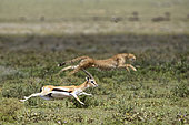 Cheetah (Acinonyx jubatus) pursing its prey, a Thomson's Gazelle (Gazella thomsonii), Serengeti, Tanzania