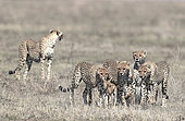 Young Cheetahs (Acinonyx jubatus) pursing their prey, a young Thomson's Gazelle (Gazella thomsonii), Serengeti, Tanzania