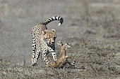 Cheetah (Acinonyx jubatus) catching its prey, a Thomson's Gazelle (Gazella thomsonii), Serengeti, Tanzania