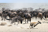 Blue wildebeest (Connochaetes taurinus) pursuing a Spotted hyaena (crocuta crocuta), Serengeti, Tanzania