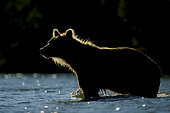 Kamchatka brown Bear (Ursus arctos beringianus) in water, Kamchatka, Russia