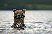 Kamchatka brown Bear (Ursus arctos beringianus) bear wirh her cub in water, Kamchatka, Russia