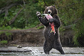 Kamchatka brown Bear (Ursus arctos beringianus) standing with salmon, Kamchatka, Russia
