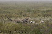 Cheetah (Acinonyx jubatus) pursing its prey, a Thomson's Gazelle (Gazella thomsonii), Serengeti, Tanzania