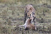 Cheetah (acinonyx jubatus) killing his prey, a Thomson's gazelle (Eudorcas thomsonii), Serengeti, Tanzania