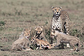 Cheetah (acinonyx jubatus) and young hunting a Thomson's gazelle (Eudorcas thomsonii), Serengeti, Tanzania
