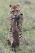 Cheetah (acinonyx jubatus) carrying his prey, a Thomson's gazelle (Eudorcas thomsonii), Serengeti, Tanzania