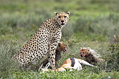 Cheetah (acinonyx jubatus) and young eating a Thomson's gazelle (Eudorcas thomsonii), Serengeti, Tanzania