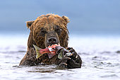 Kamchatka brown Bear (Ursus arctos beringianus) eating salmon in water, Kamchatka, Russia