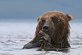 Kamchatka brown Bear (Ursus arctos beringianus) eating salmon in water, Kamchatka, Russia