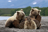 Kamchatka brown Bear (Ursus arctos beringianus) bear nursing her cubs on the bank, Kamchatka, Russia