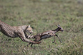 Cheetah (acinonyx jubatus) catching a young Thomson's gazelle (Eudorcas thomsonii), Serengeti, Tanzania