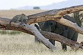 Léopard (Panthera pardus) face à un Eléphant d'Afrique (Loxodonta africana), Serengeti, Tanzania. Glanzlichter 2015 - Allemagne - Highly Commended