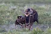 Wild dog (lycaon pictus) huntiong a wildebeest (Connochaetes taurinus), Serengeti, Tanzania