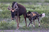 Wild dog (lycaon pictus) huntiong a wildebeest (Connochaetes taurinus), Serengeti, Tanzania