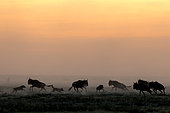 Wild dogs (lycaon pictus) huntiong wildebeest (Connochaetes taurinus), Serengeti, Tanzania