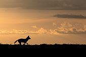 Wild dog (lycaon pictus) in the savanna at dusk, Serengeti, Tanzania