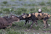 Wild dog (lycaon pictus) huntiong a wildebeest (Connochaetes taurinus), Serengeti, Tanzania