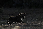 Lion (Panthera leo) cub, Ngorongoro Conservation Area, Serengeti, Tanzania