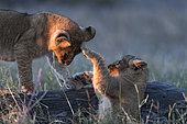 Lion (Panthera leo) cubs playing, Ngorongoro Conservation Area, Serengeti, Tanzania