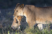 Lion (Panthera leo) lioness with cub, Ngorongoro Conservation Area, Serengeti, Tanzania
