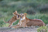 Lion (Panthera leo) lionne et lionceau, Ngorongoro Conservation Area, Serengeti, Tanzania