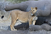 Lion (Panthera leo) lioness and corpse of African Elephant (Loxodonta africana), Ngorongoro Conservation Area, Serengeti, Tanzania