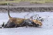 Lion (Panthera leo) walking inmud, Ngorongoro Conservation Area, Serengeti, Tanzania
