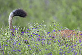 Lion (Panthera leo) tail, Ngorongoro Conservation Area, Serengeti, Tanzania