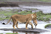 Lion (Panthera leo) lioness with cub, Ngorongoro Conservation Area, Serengeti, Tanzania
