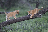 Lion (Panthera leo) cubs, Ngorongoro Conservation Area, Serengeti, Tanzania