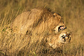 Lion (Panthera leo) mating, Ngorongoro Conservation Area, Serengeti, Tanzania