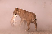 Lion (Panthera leo) lionne et sa proie, une Gazelle de Thomson (Gazella thomsonii), Ngorongoro Conservation Area, Serengeti, Tanzania