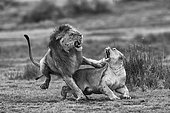 Lion (Panthera leo) mating, Ngorongoro Conservation Area, Serengeti, Tanzania