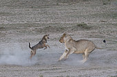 Lion (Panthera leo) facing a Black-backed jackal (Canis mesomelas), Ngorongoro Conservation Area, Serengeti, Tanzania